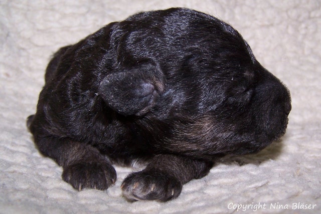 Arc-en-ciel Arlequin 20.01.JPG